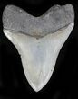 Razor Sharp Megalodon Tooth #21968-2